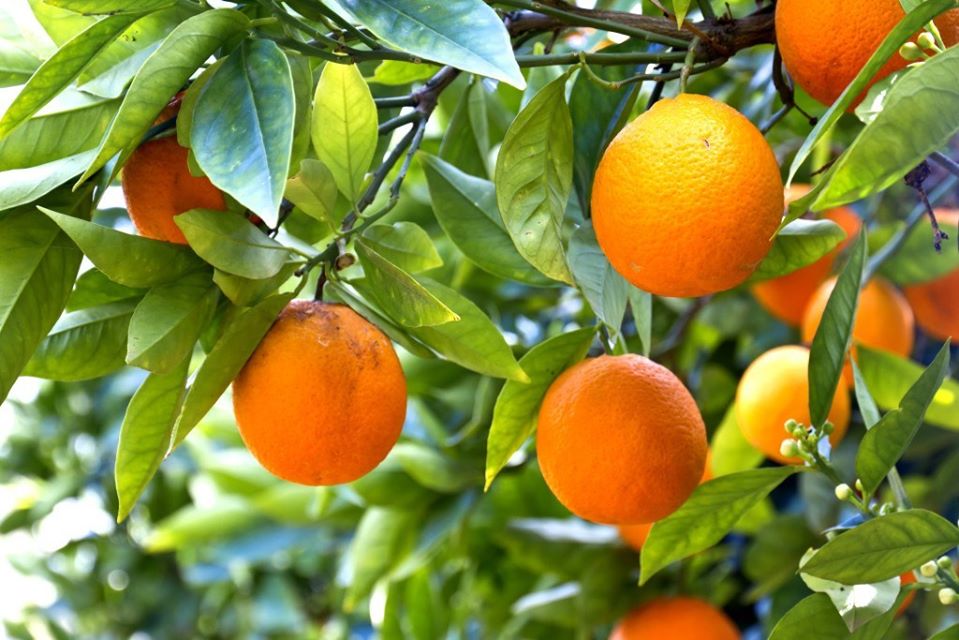 pixie orange 1